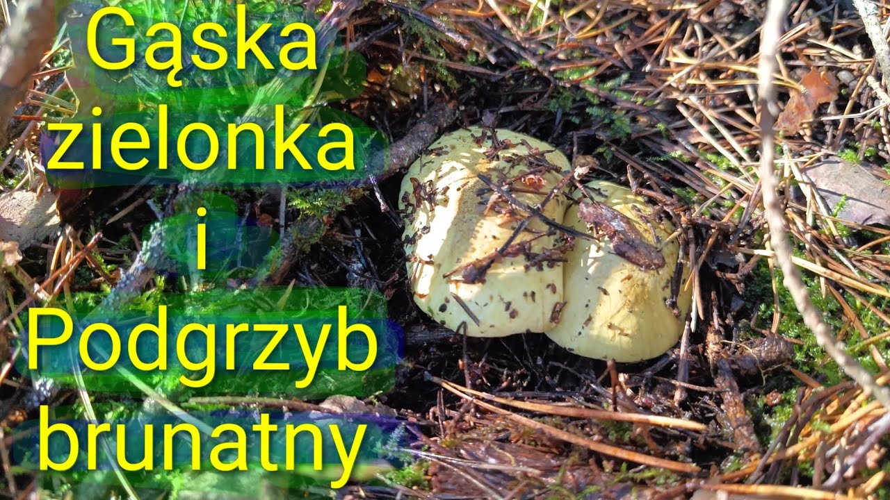 Gąski zielonki i podgrzybki brunatne w piękny słoneczny dzień 