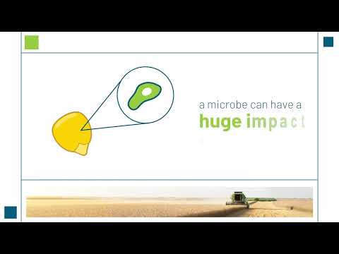 Video: Hoe is nitrifikasie deur mikroörganismes voordelig vir plante?