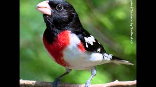 Rose-breasted grosbeak is a migrant that breeds in forests and
second-growth habitats across the northeastern north-central united
states, north to west-...