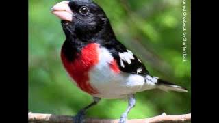 Rose-breasted Grosbeak Song
