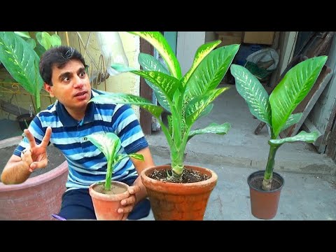 Can You Grow Dieffenbachia From A Cutting | Where You Cut Dieffenbachia | Dieffenbachia Propagation