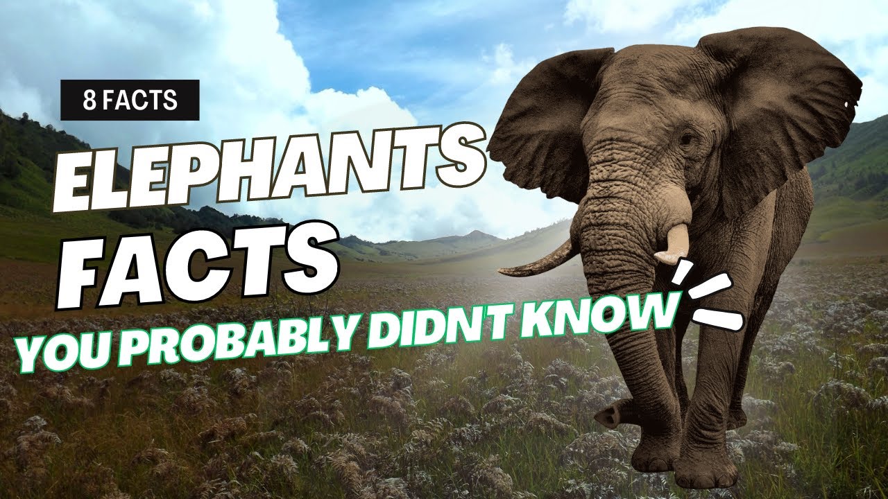 8 Facts About Elephants YOU PROBABLY DIDNT KNOW !! YouTube