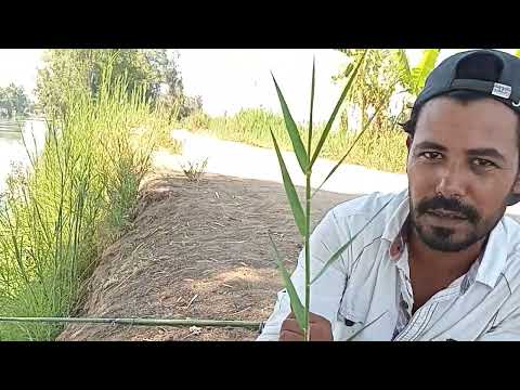 طريقه تطعيم النسيله والحشيشه والفرق بينهم 