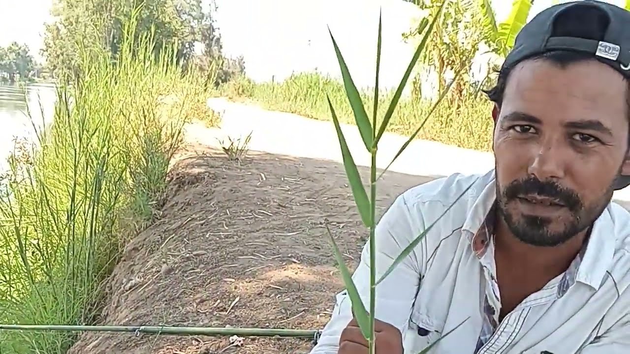 طريقه تطعيم النسيله والحشيشه والفرق بينهم