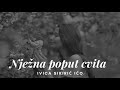 Nježna poput cvita  |  Ivica Sikirić Ićo  |  lyrics video