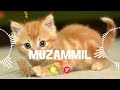 MUZAMMIL Name Ringtone MUZAMMIL Naam Ki Ringtone MUZAMMIL Name Smart Ringtone Iphone Ringtone 