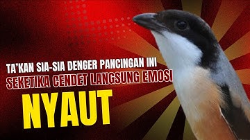 burung cendet gacor FULL ISIAN buat PANCINGAN CENDET AGAR BUNYI!! jadikan BURUNG PENTET GACOR EMOSI
