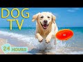 DOG TV Best Videos Relaxing Happy All Day For Dogs When Home Alone Entertain Music For Dogs 