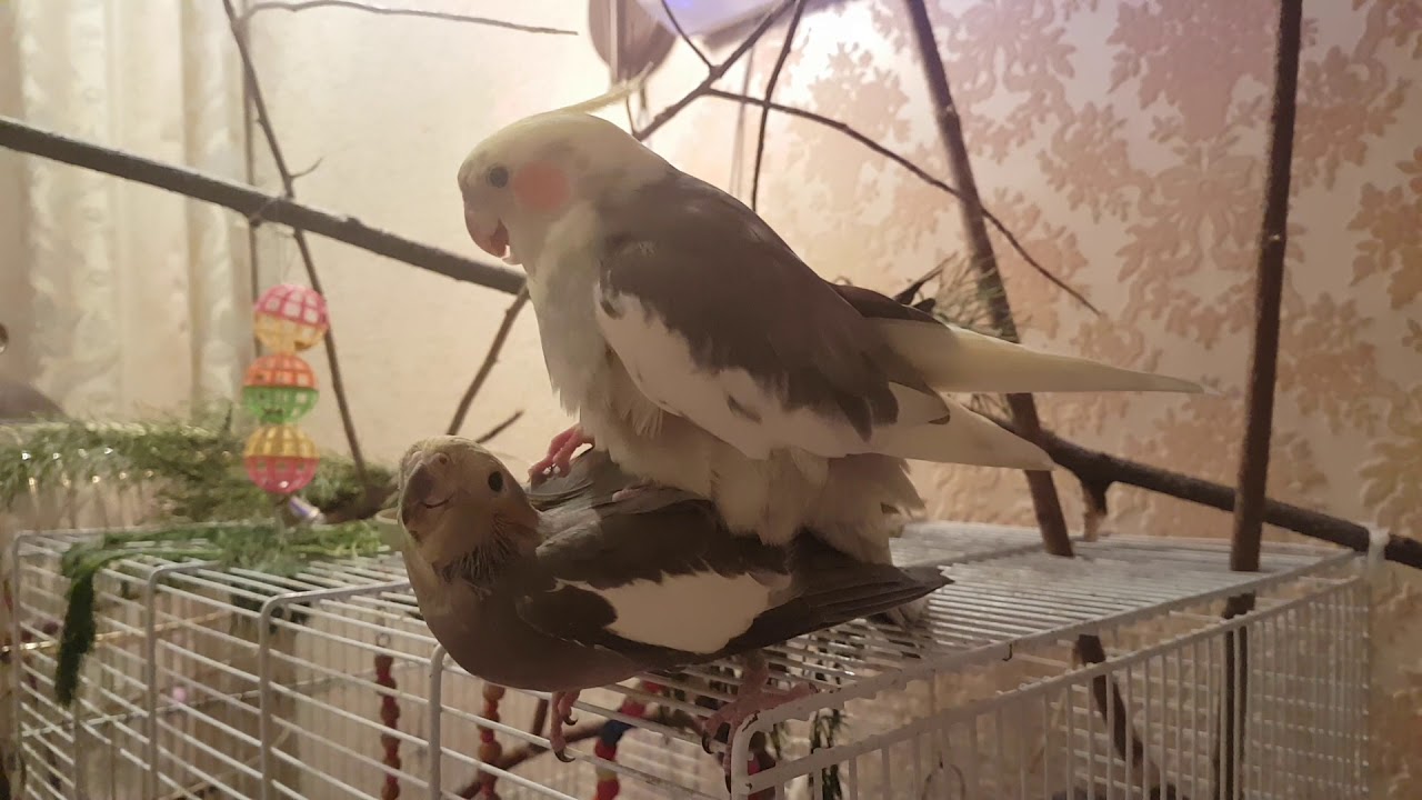 Секс прелюдии для попугаев — 5