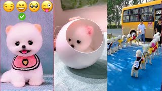 Funny and Cute Dog Pomeranian 😍🐶| Funny Puppy Videos #124 screenshot 5