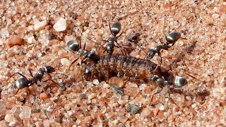 Black Ants Team Up But Struggle To Move A Live Caterpillar Up A Sand Hill