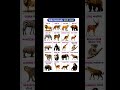 wild animals (jangli janwar)
