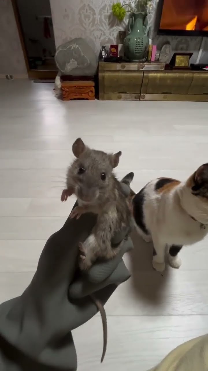 Funny  kitten ? ? ? ?
