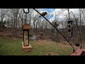 GoPro HB 11 Test [5K 30fps] test Maryland Birds