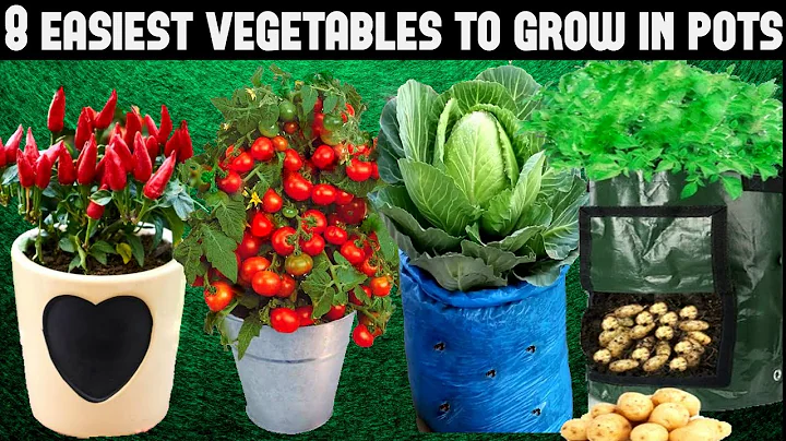 Top 8 Easy To Grow Vegetables For Beginners|SEED TO HARVEST - DayDayNews