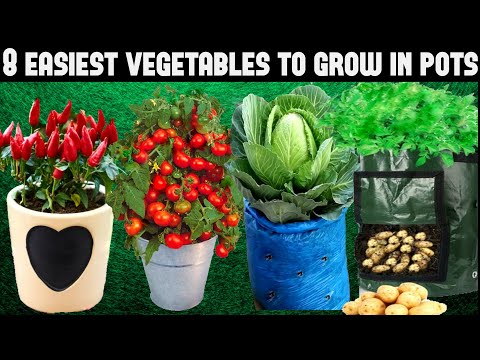 Video: Plants For The Novice Gardener. Easy To Grow Vegetables