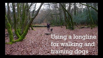 Using a long line for walking and training dogs