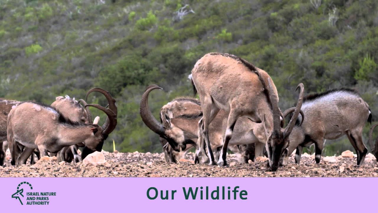 Nature and Parks in Israel by LEONFILMS