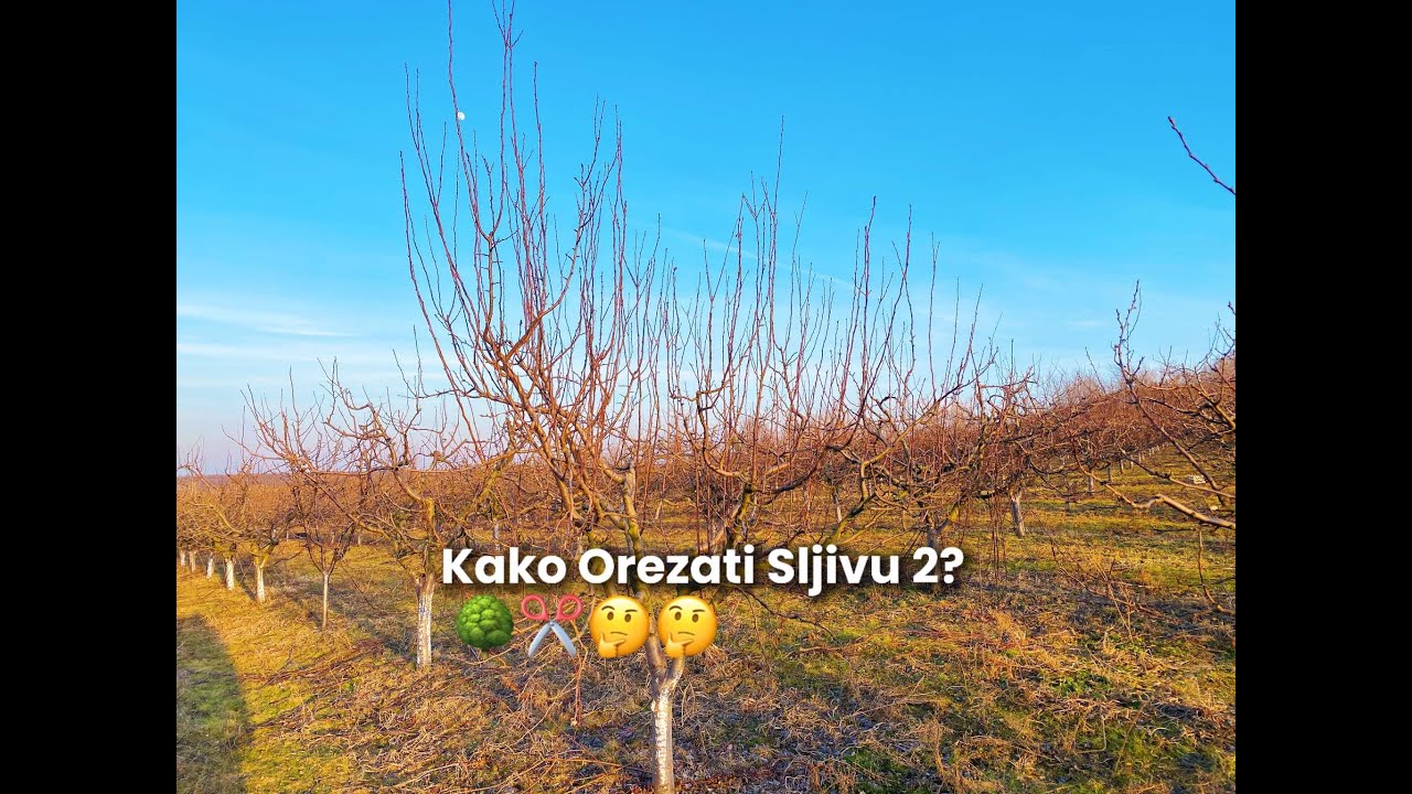 Kako Orezati Sljivu 2?