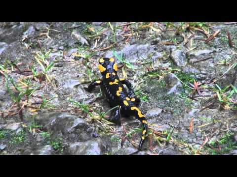 Wideo: Gdzie żyją salamandry plamiste?