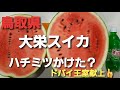[ドバイの太陽] 鳥取県のスイカが美味しい！ 大栄スイカ