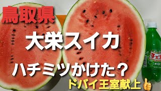 [ドバイの太陽] 鳥取県のスイカが美味しい！ 大栄スイカ