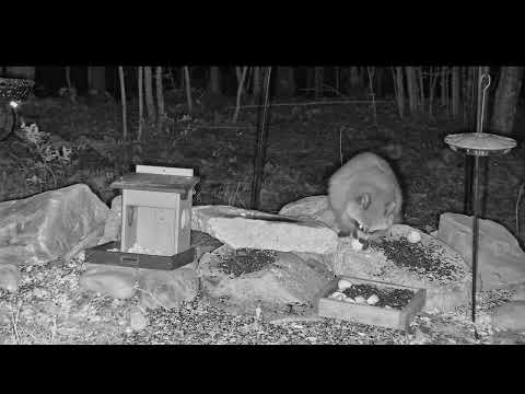 Maine Backyard Wildlife Cam live cam preview