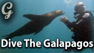 Galapagos For Divers, Discover The Astonishing Underwater World