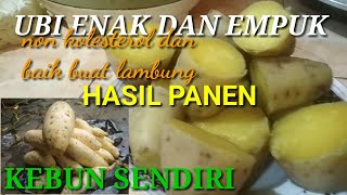 Cara Membuat singkong Rebus & Goreng yang Empuk Enak dan Gurih