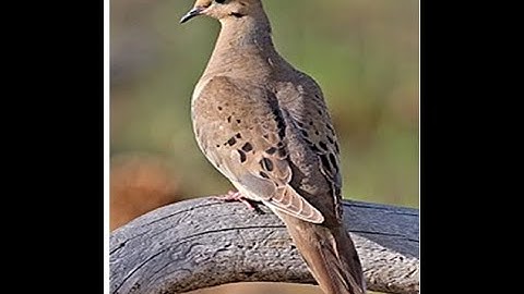 The  truthful dove _ 3