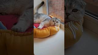 #sew лежанка для кота 2 часть