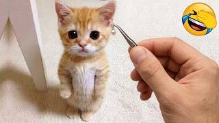 Cats Doing Funny Things And Acting Like Total Chaos