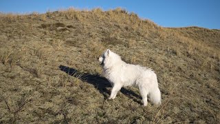 The Benefits of Owning a Samoyed: What You Need to Know by Samoyed USA 939 views 1 month ago 3 minutes, 19 seconds