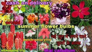 Best quality summer flower bulbs फूलों के बल्ब्स सबसे कम दाम पर, घर पर मंगवाए