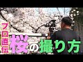 【α7】桜を動画で美しく撮影するコツ！現役テレビカメラマンのマル秘テクニック！