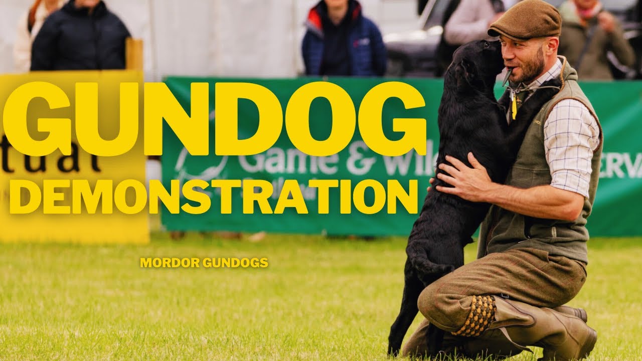 PUPPIES TO FULLY TRAINED Our Training Process With Spaniels Labradors puppies-to-fully-trained-our-training-process-with-spaniels-labradors