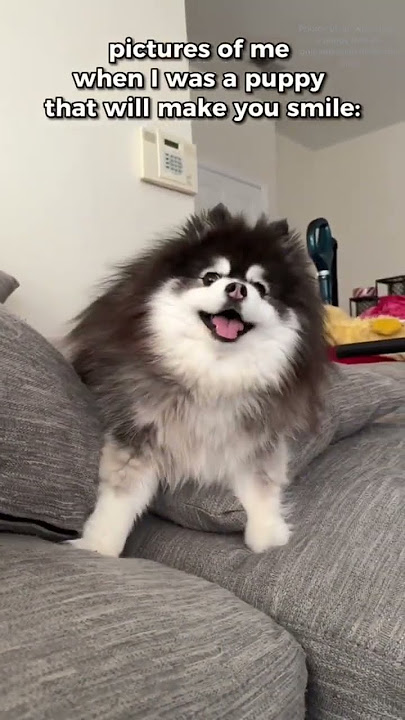 The cutest little pomsky I ever did see🐾 #pomskypuppy #pomsky #pomeranianhusky