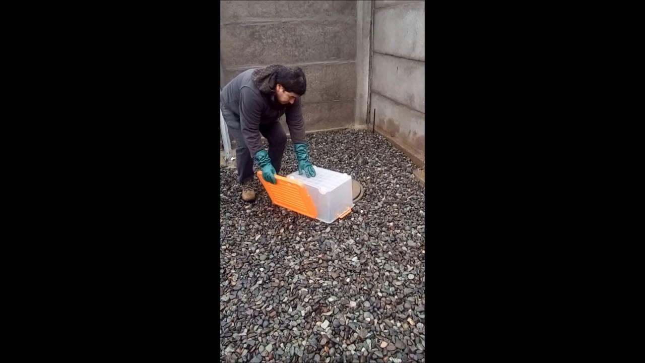El coipo 2.0