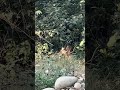 Chital 🦌 also known as spotted deer ♥️ #deer #deerfield #jimcorbett #shorts #life #love #nature