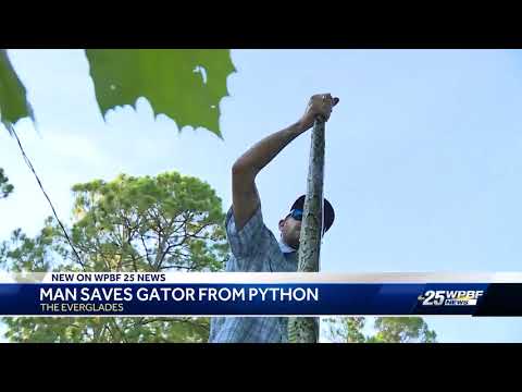 Man saves gator from python
