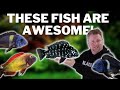 All about tropheus  how to care for and breed tropheus cichlids
