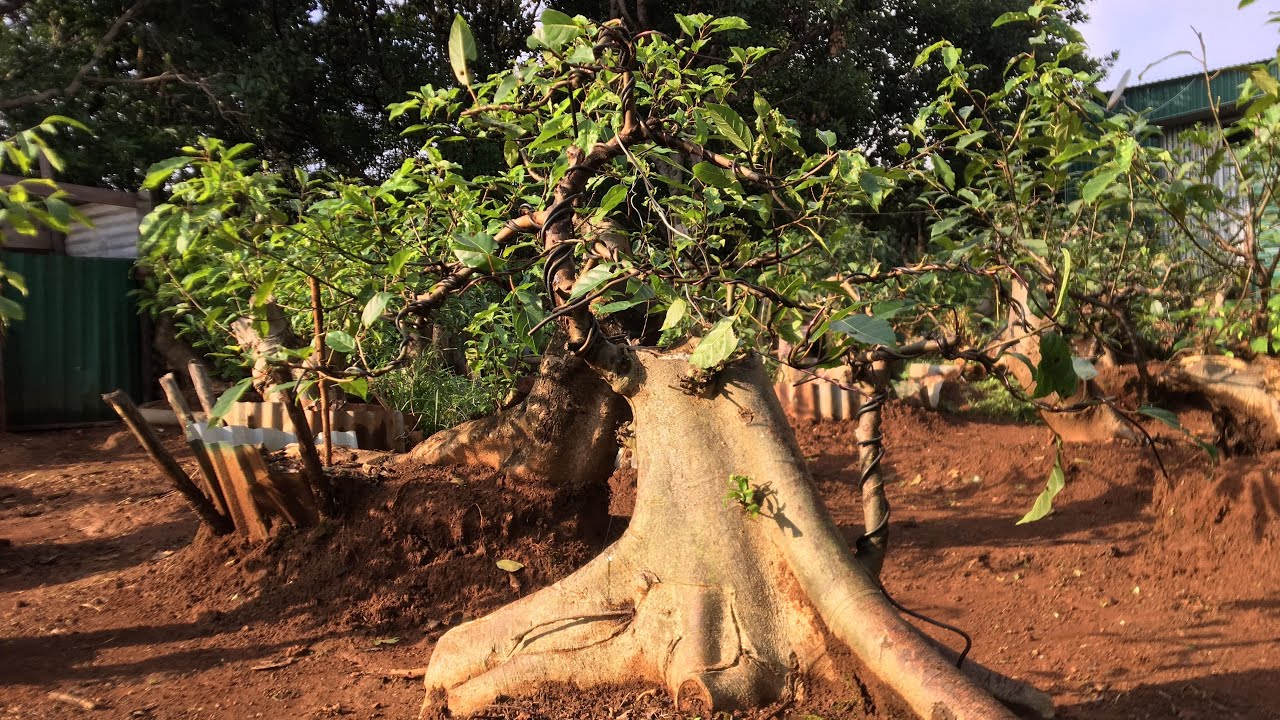 Những phôi sung đã và đang tạo tác