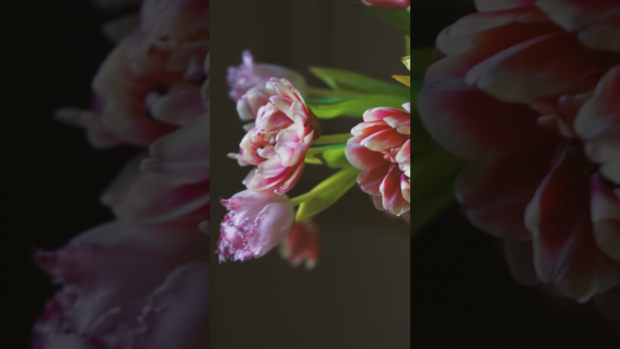 StockVideo - Close-up Video of Pink Flowers .| non copyright | Free Download | shorts