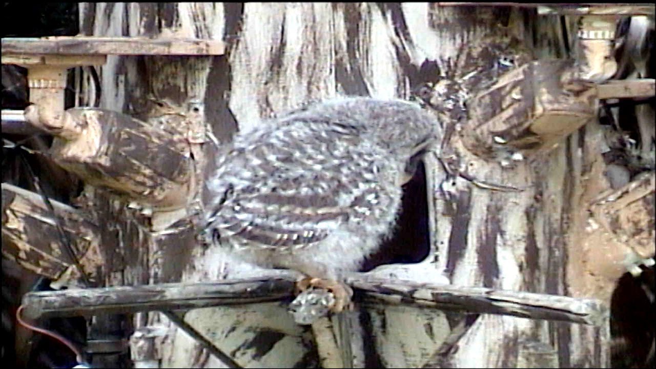 OwlWatch (branching cam)