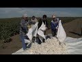 Первый урожай хлопка впервые за 60 лет собрали аграрии Ставропольского края