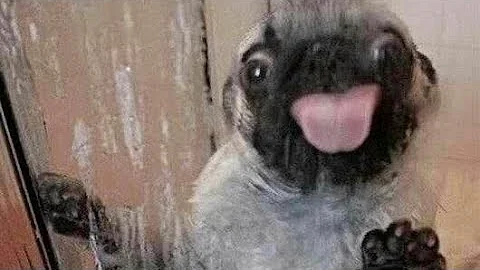 Only Pug can make us HAPPY and LAUGH 🐶 | Funny and Cute Pug Puppy Videos Compilation 🐾