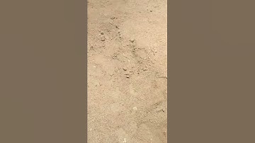 Bugs 2 lol in mojave