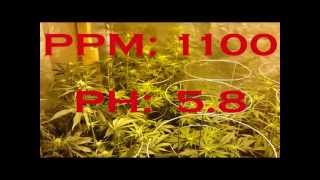 How to grow cannabis in coco. Week 3 bloom feeding Pt.1