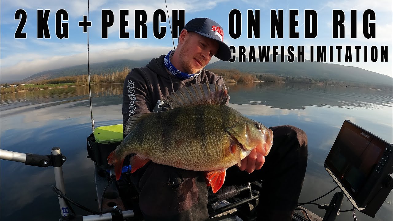 Big Perch On Ned Rig Crawfish Imitation with Lowrance Active Target ...
