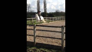 Prelim test 7 2002 dressage